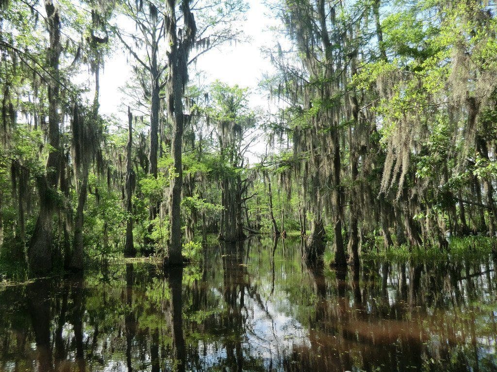 New Orleans Swamp Tour Review