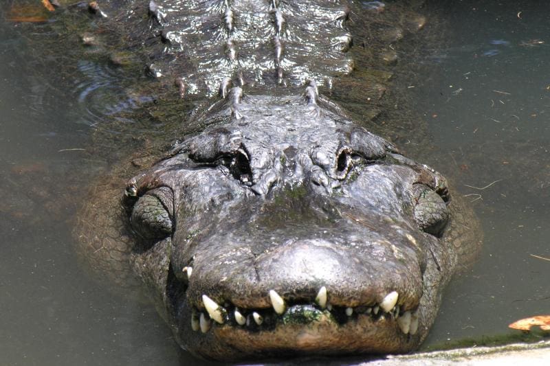 New Orleans Swamp Tour Review